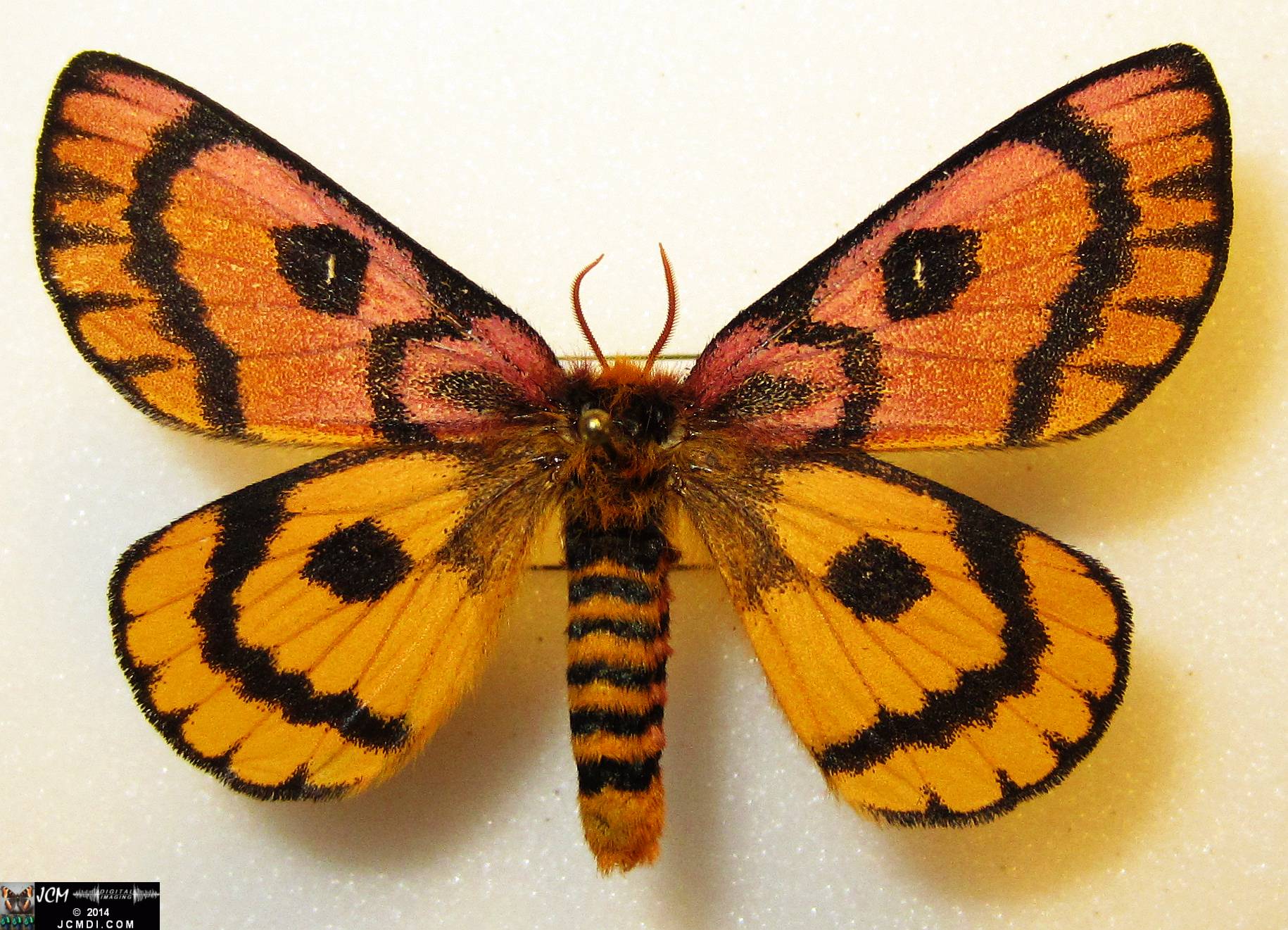 Hemileuca eglanterina female (Blue Ridge population San Gabriel mts California)